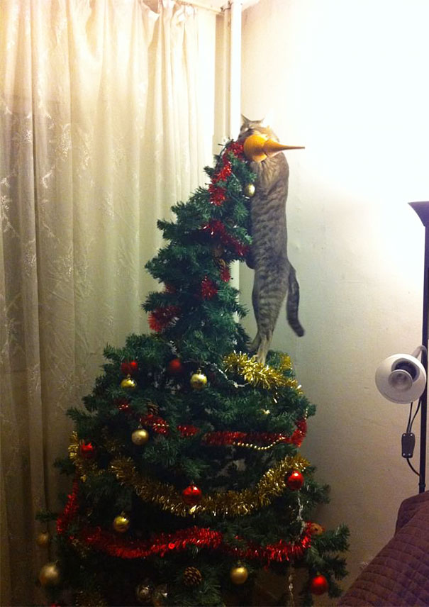 Feline Festivities: 19 Hilarious Photos of Cats Conquering Christmas ...