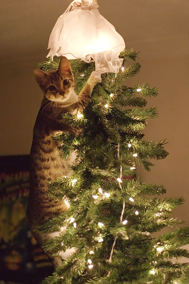 Feline Festivities: 19 Hilarious Photos of Cats Conquering Christmas ...